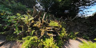 Biddulph Grange Garden - Stumpery